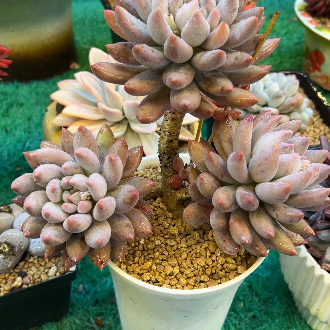 所罗门，，，，，，，，，，，，，，，