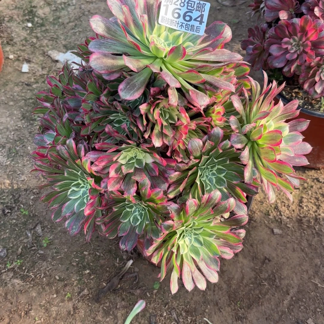 M. 1664天和多肉1，cade