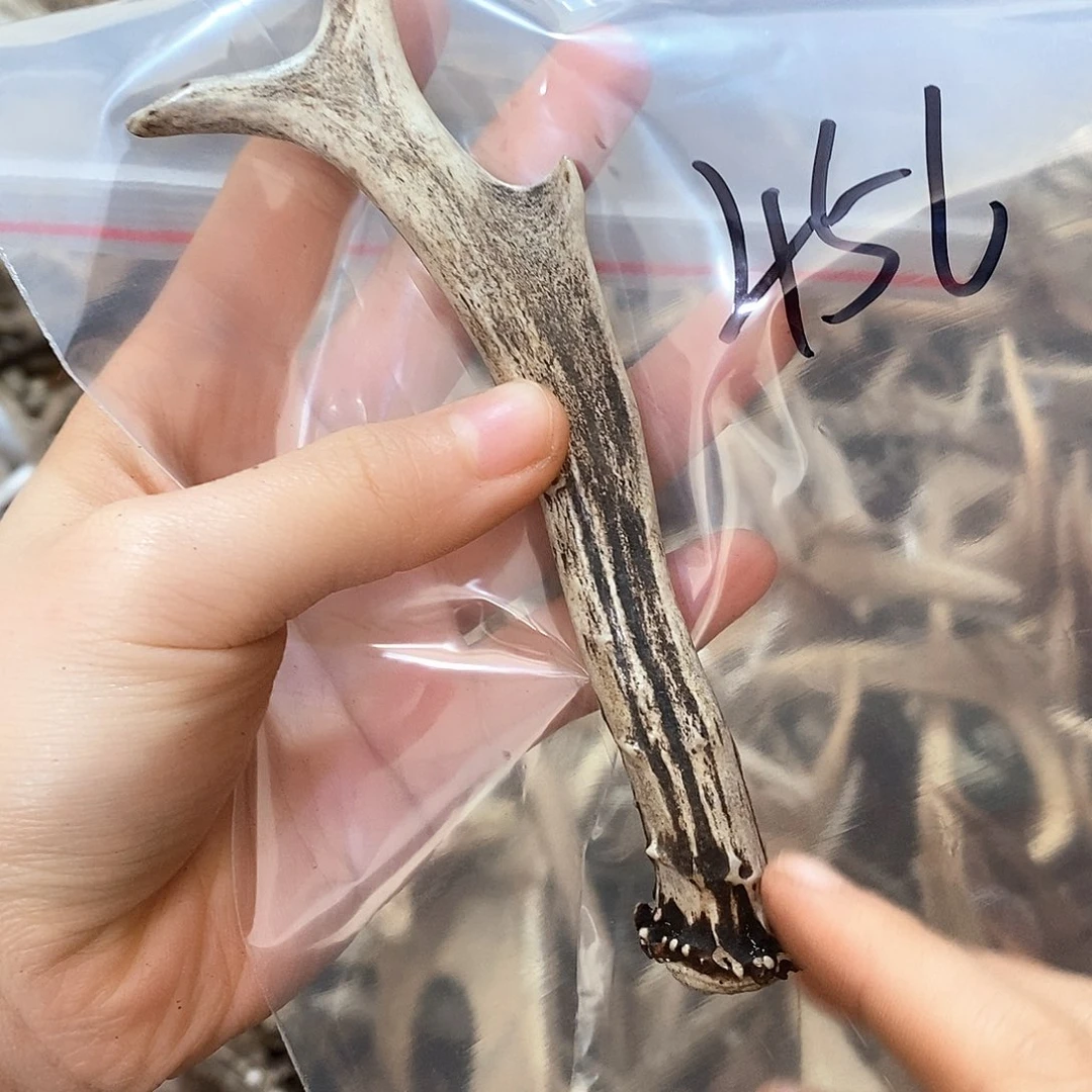 鹿角鹿角鹿角鹿角