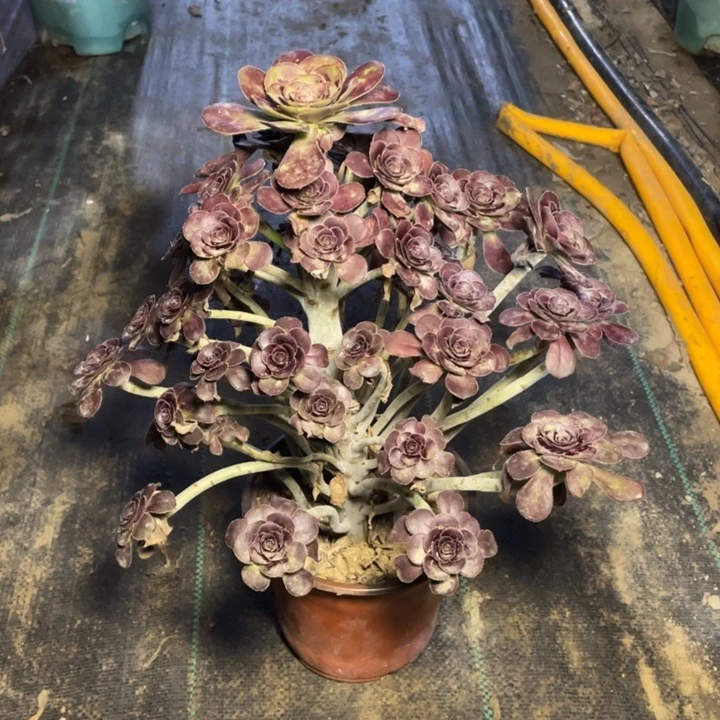 5圆叶黑法师多肉多肉多肉