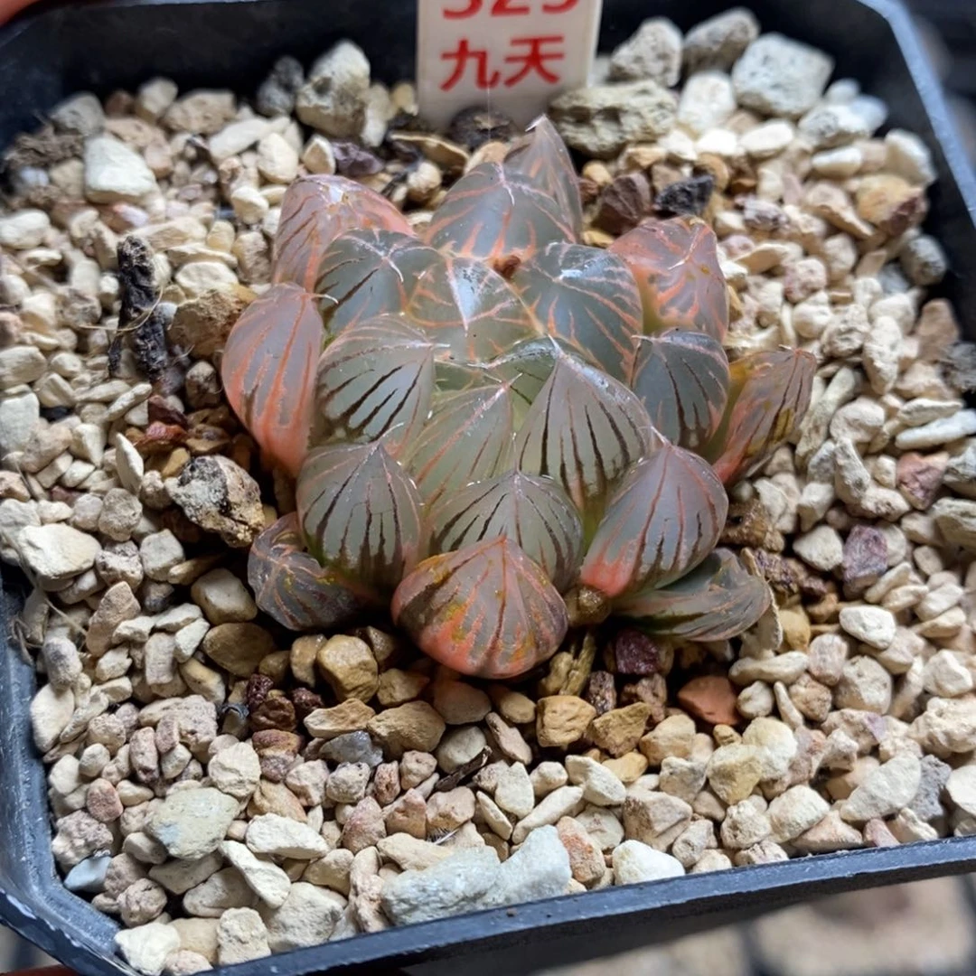 325号糊斑霓虹灯玉露锦