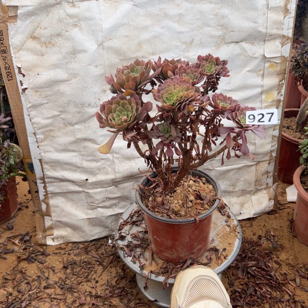 铜壶927满28包邮啦