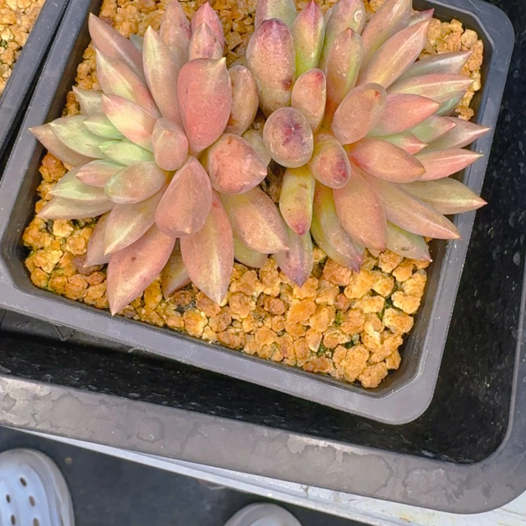 用***户1111111111111111111