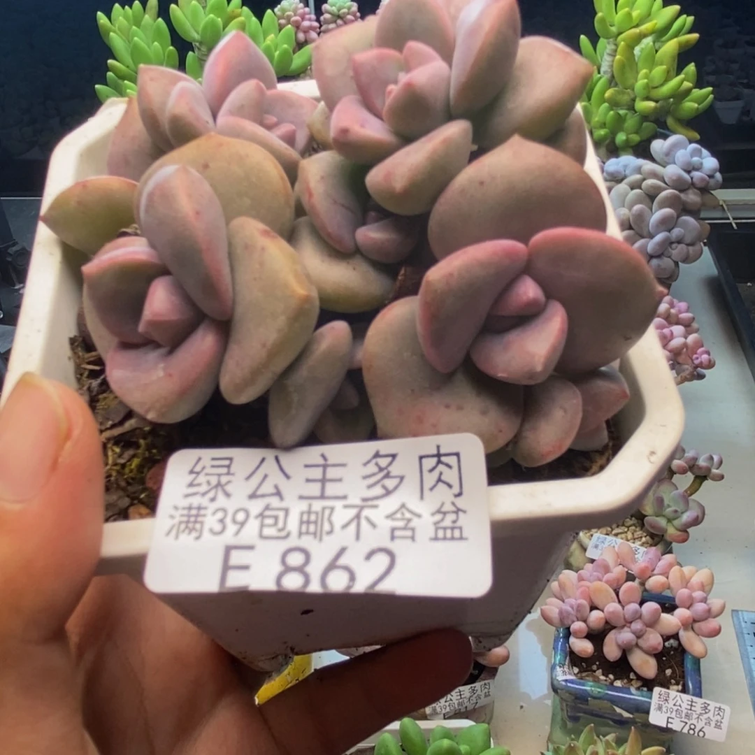 862彩虹糖多肉7c m
