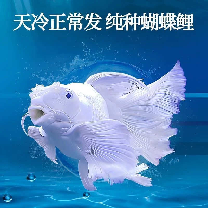 精品蝴蝶鲤 白蝴蝶鲤 红蝴蝶鲤
