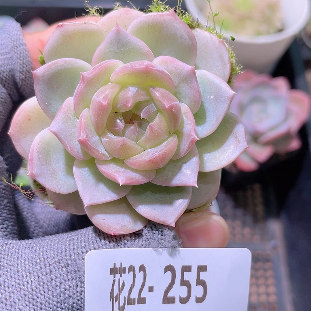 花利美22-255珍妮