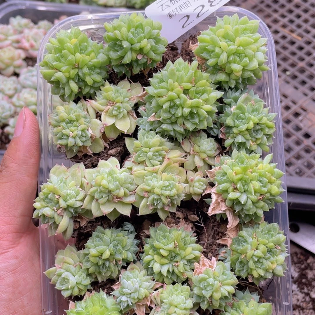 云糖心多肉植物228