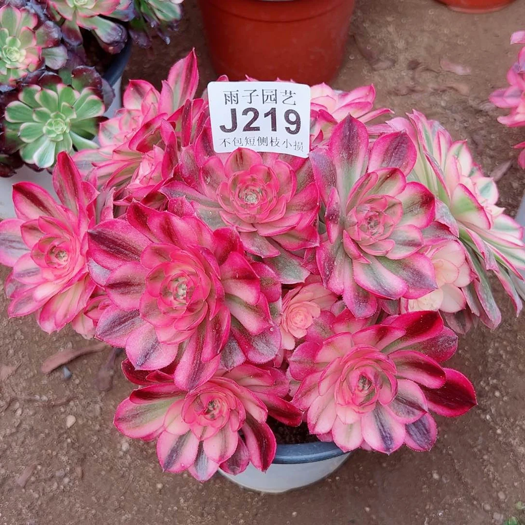 219倾城尺寸18左右