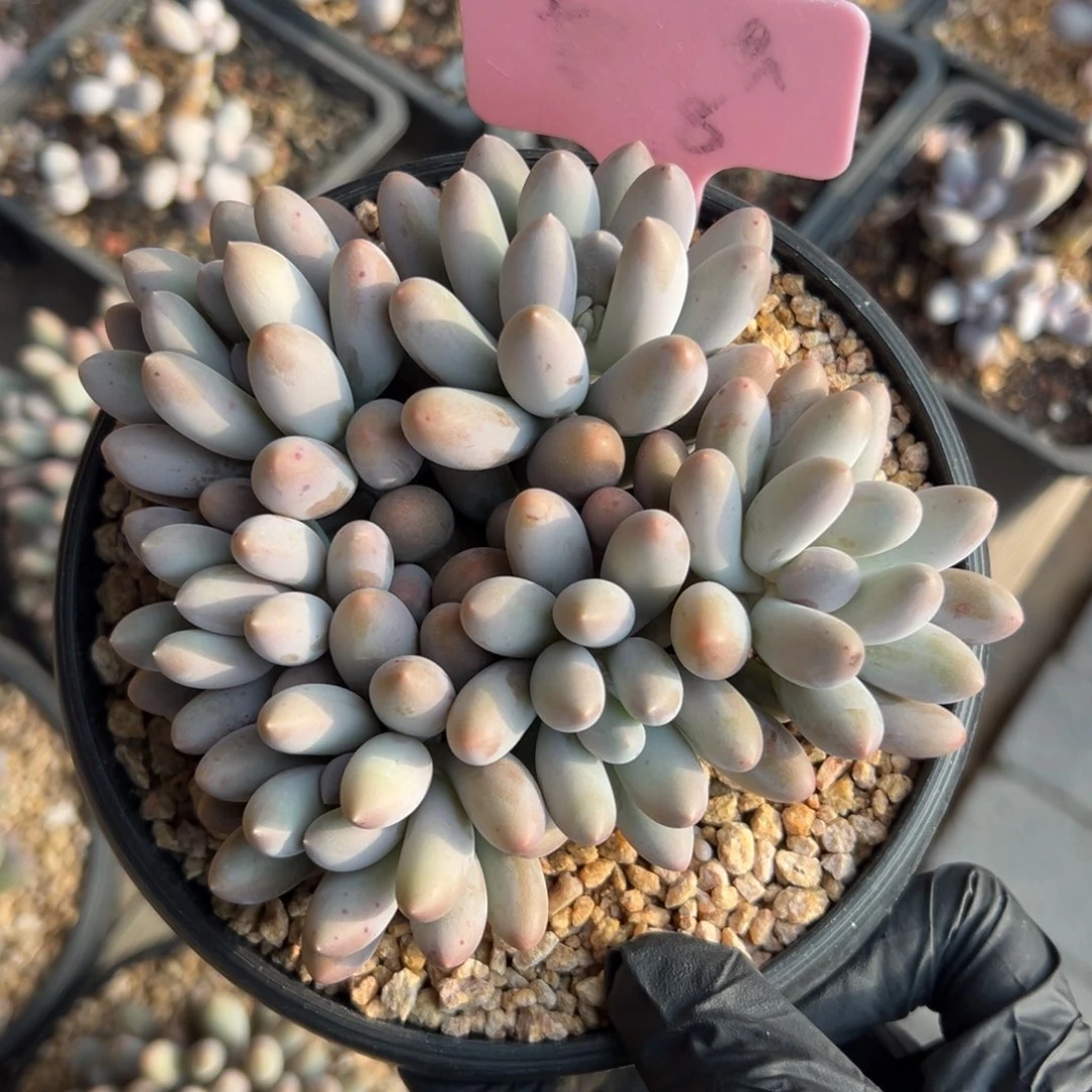 汤圆11111111111111