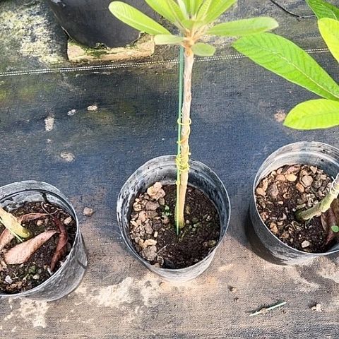 用****02344666666666苗苗q w w