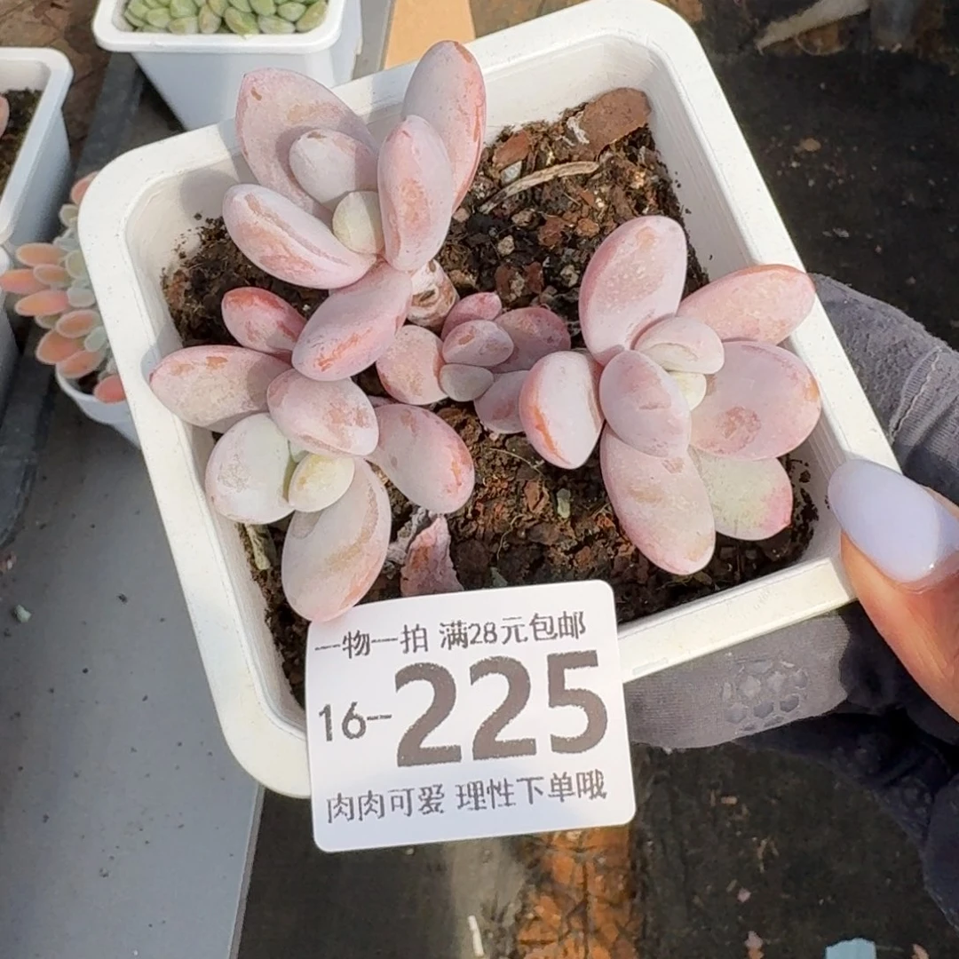 雪美人无盆土发货无