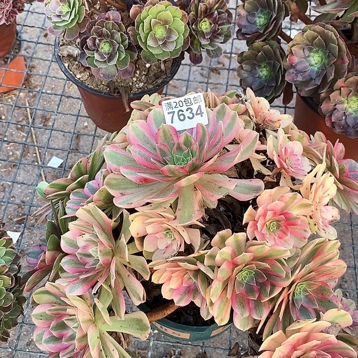 7634 一颗雨何法师