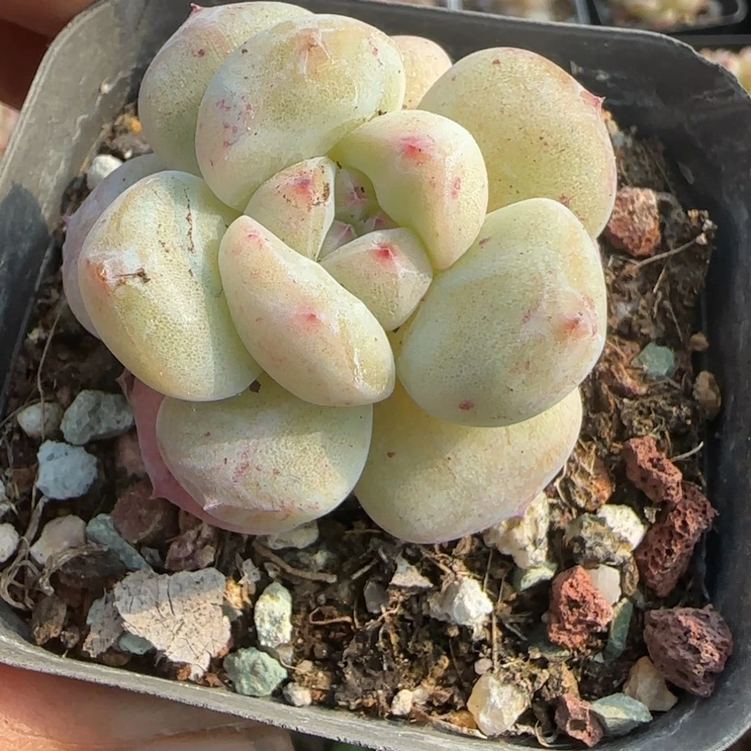 小卡拉米糖心一物一拍