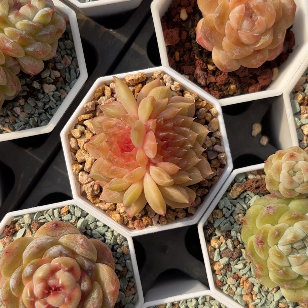 双心糖心一物一拍