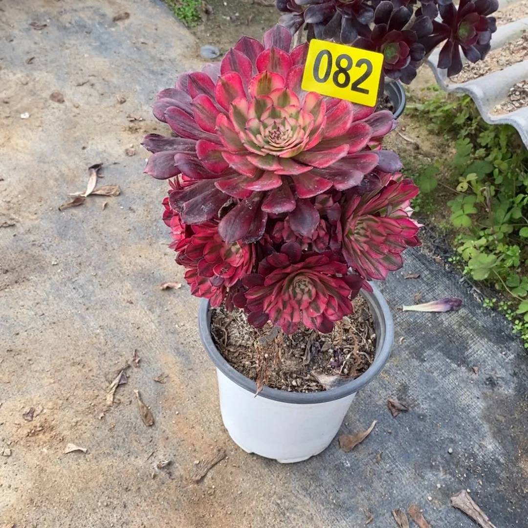 红通白多肉法师082有修剪