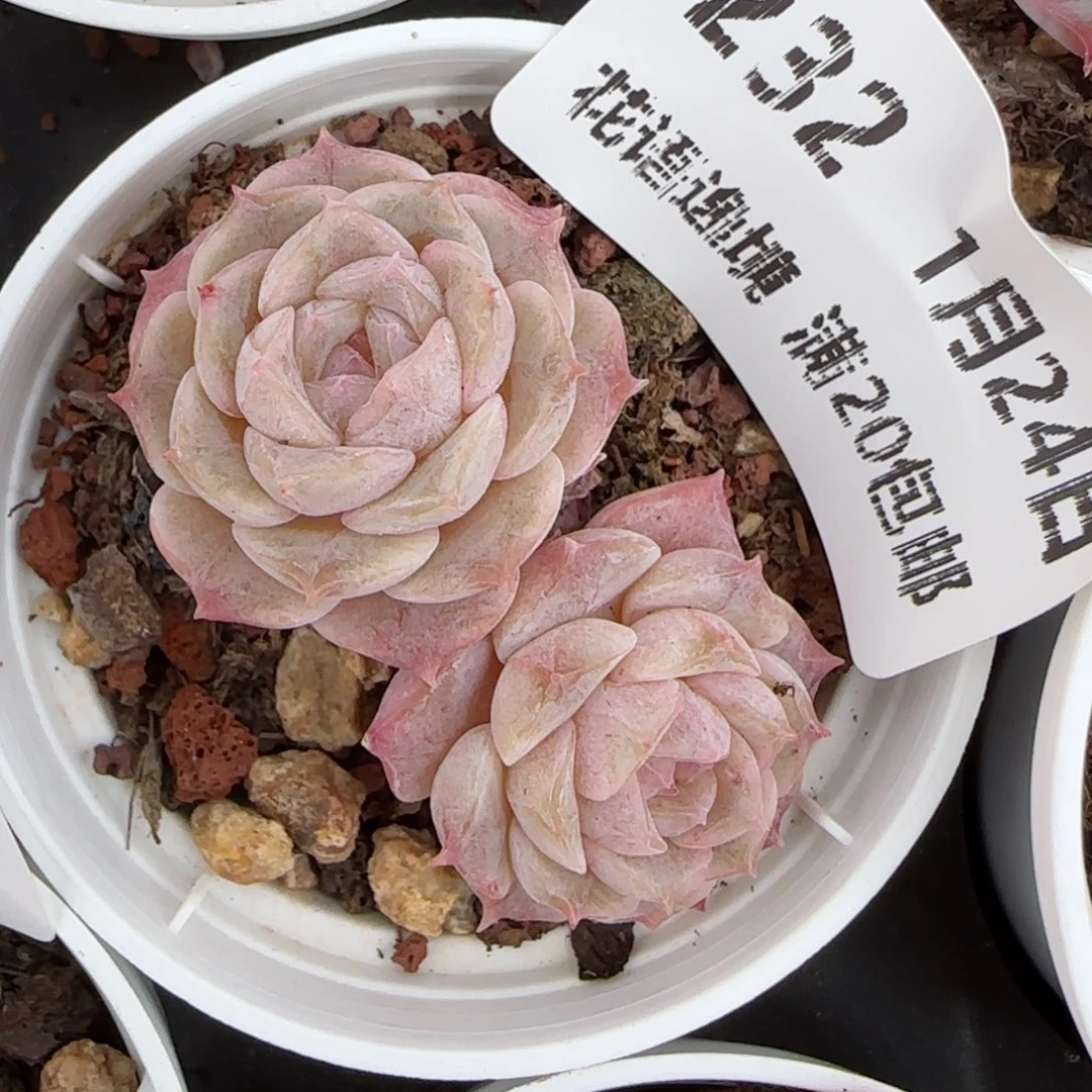 花语逸境0124-232