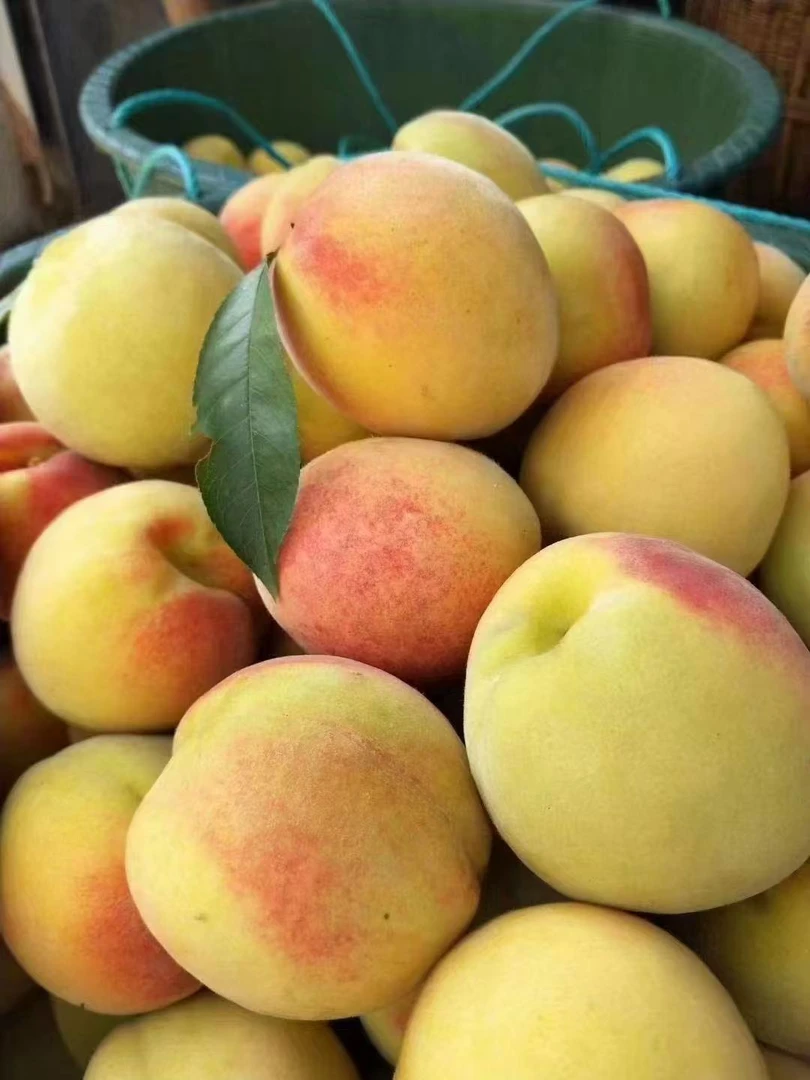 怀化高山锦绣黄桃现摘现发