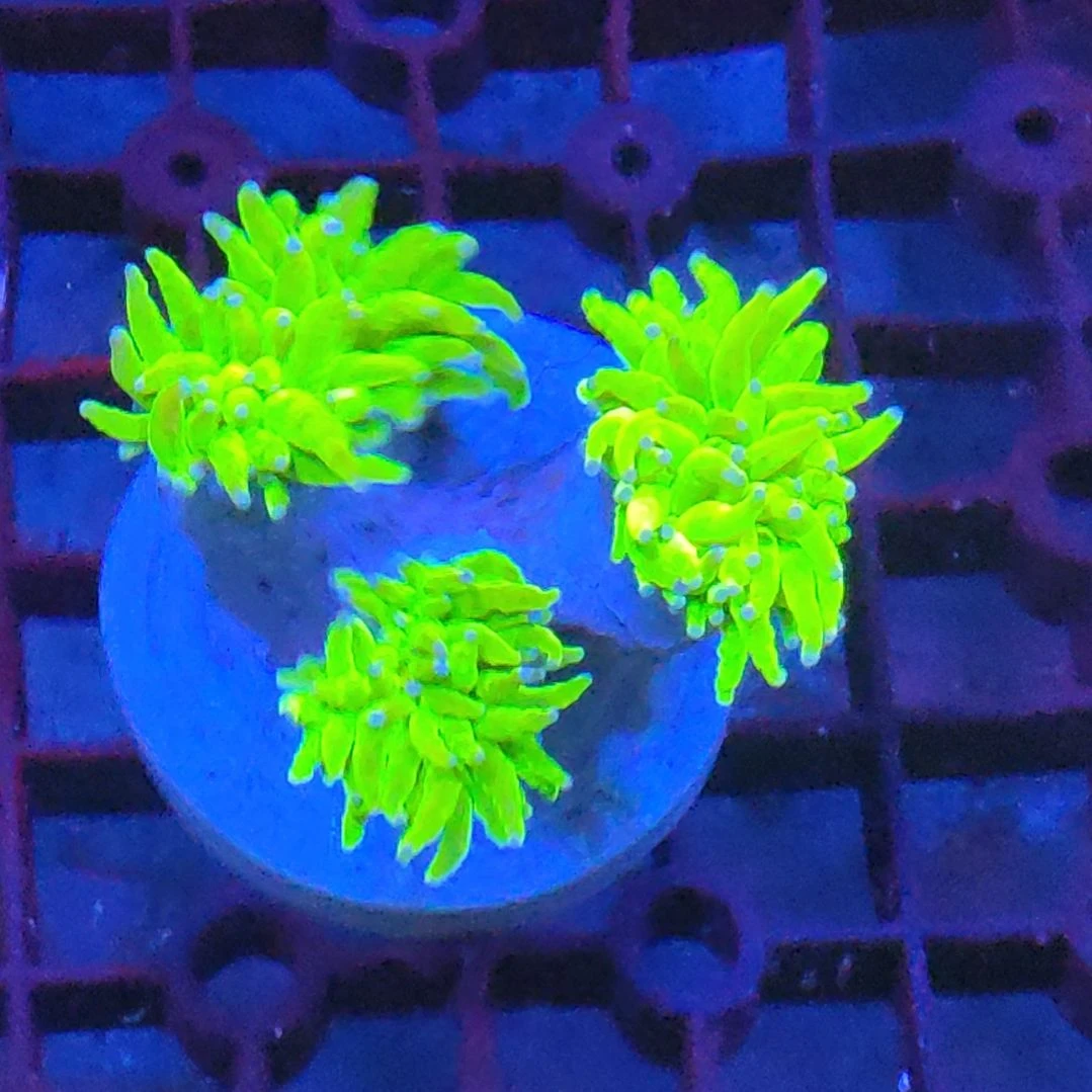 印尼黄绿圣杯金火柴