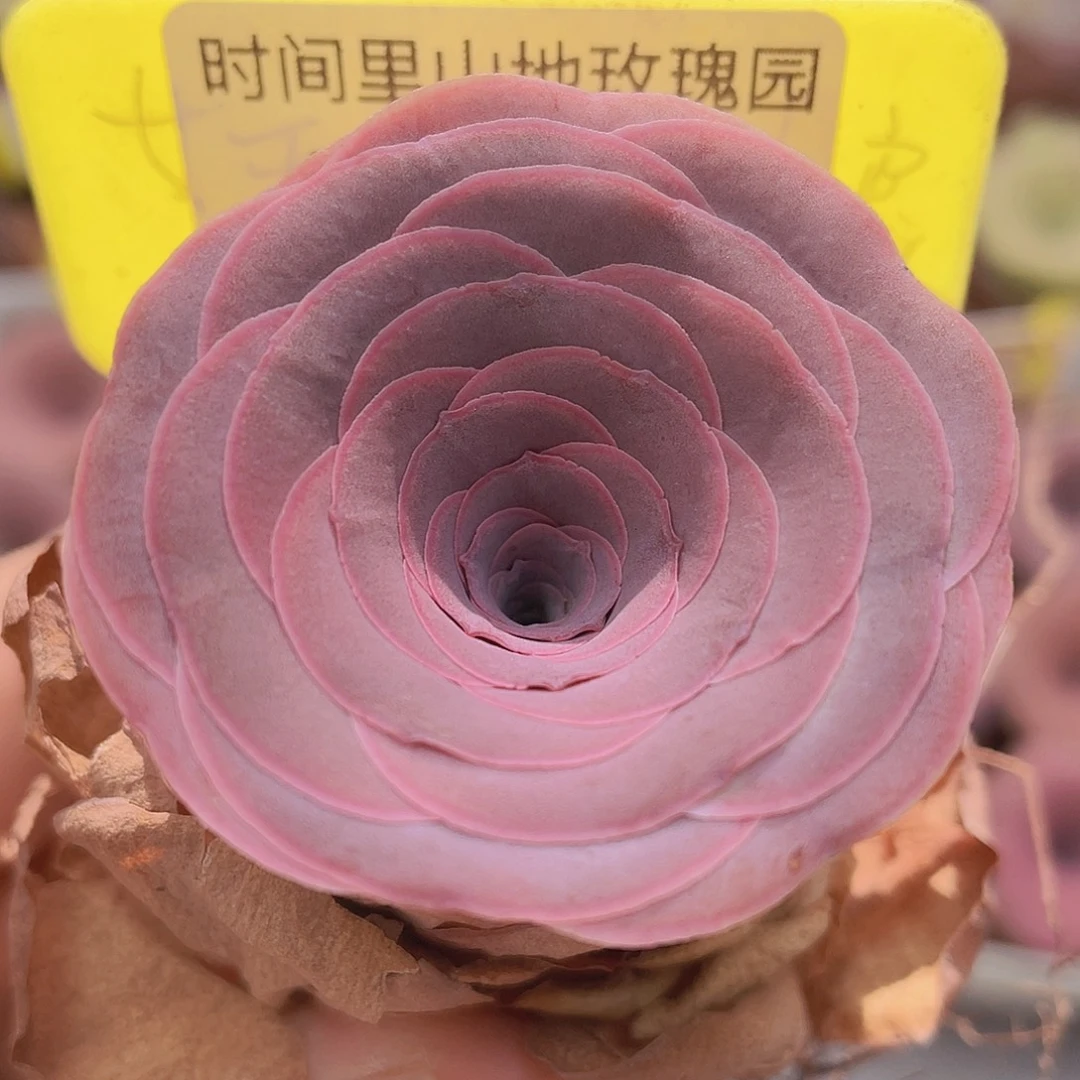 山地玫瑰Z038满38包邮裸根发货