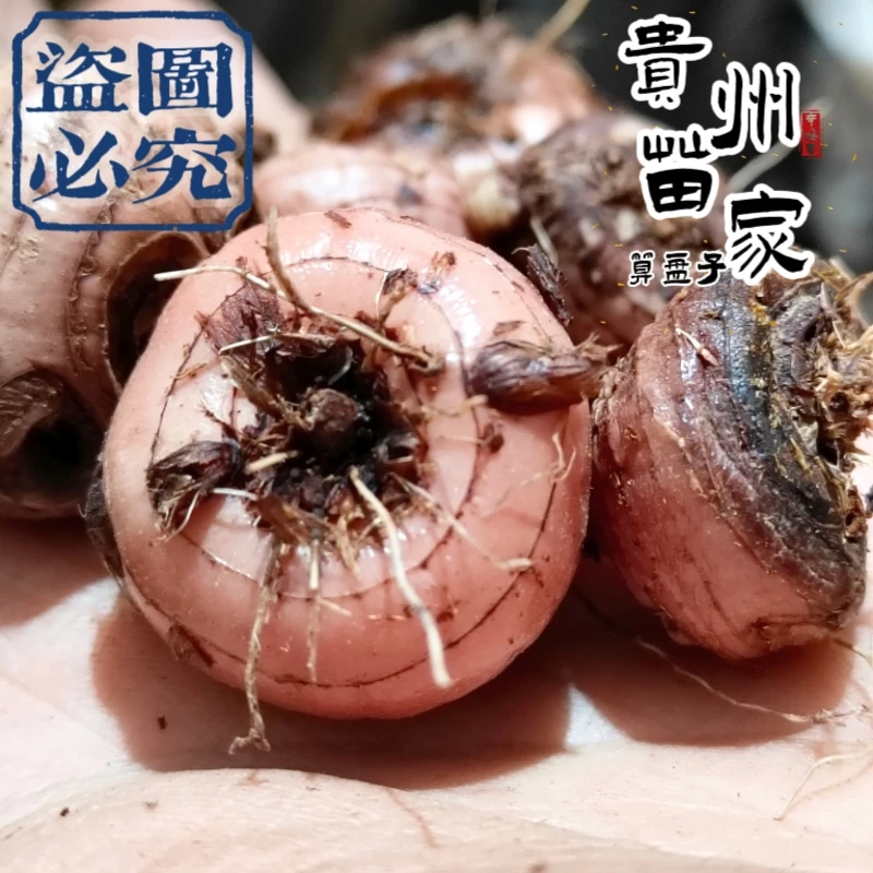 贵州苗家绿植雄黄兰九道箍500克盆栽观赏包邮
