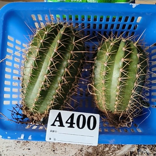 当前无花栽培后可以开花400
