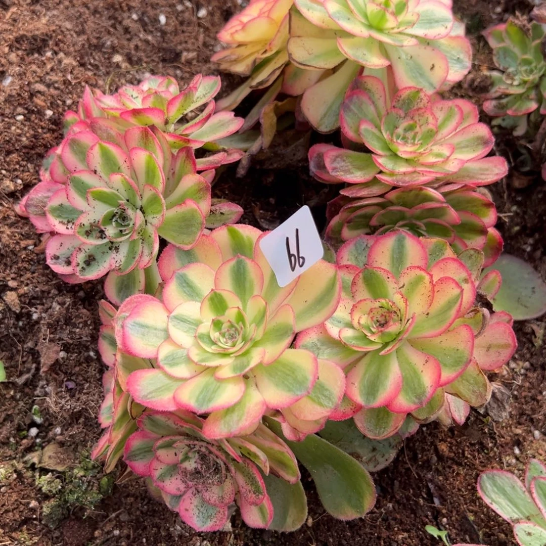 66一片荔枝多肉椅子