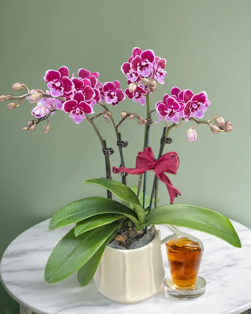 蝴蝶兰【绅士欧品】蜡质花室内家居花卉绿植盆栽送礼带花带花苞