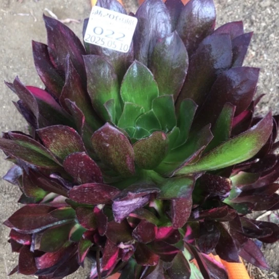 5.10-22魅影七彩多肉植物