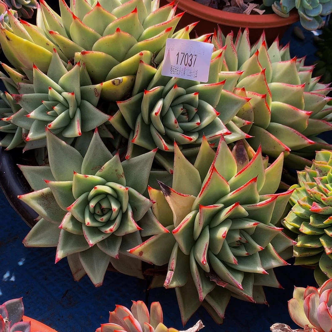 遥***声乌木17037多肉多肉