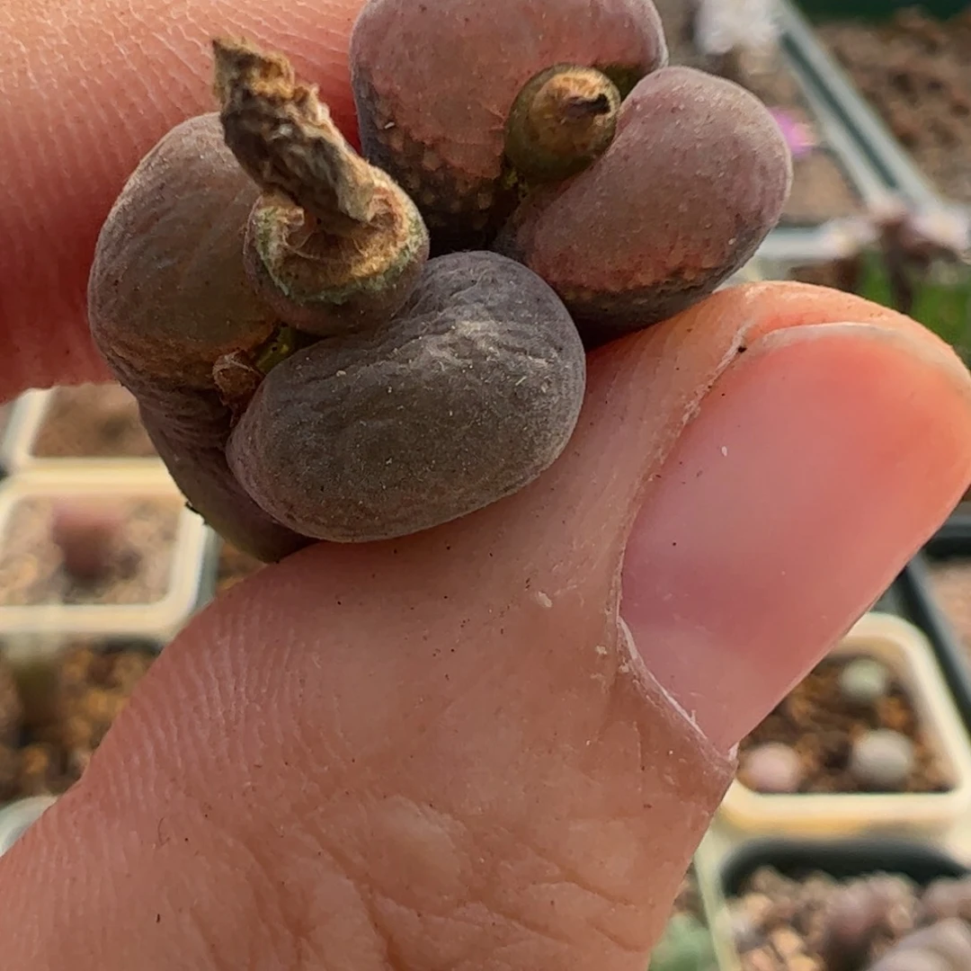 499 好看的多肉冲冲冲