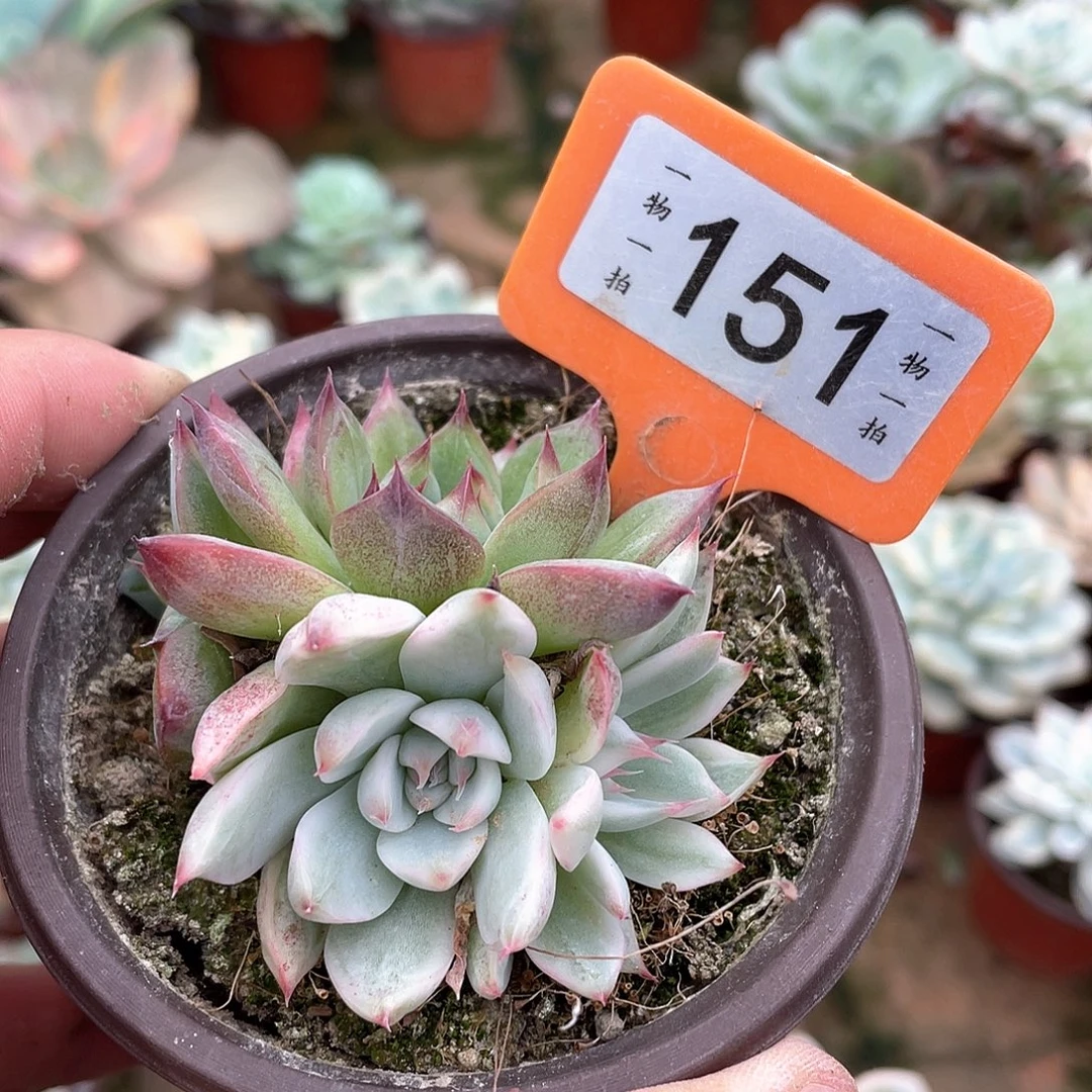 k***n151号多肉植物盆栽