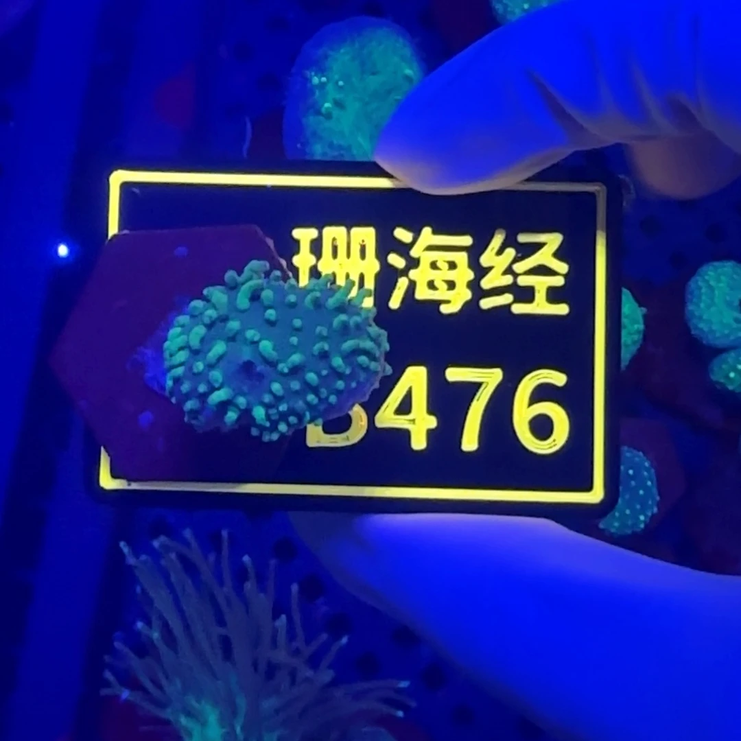 纽扣珊瑚@****工又又不包邮皮革B476