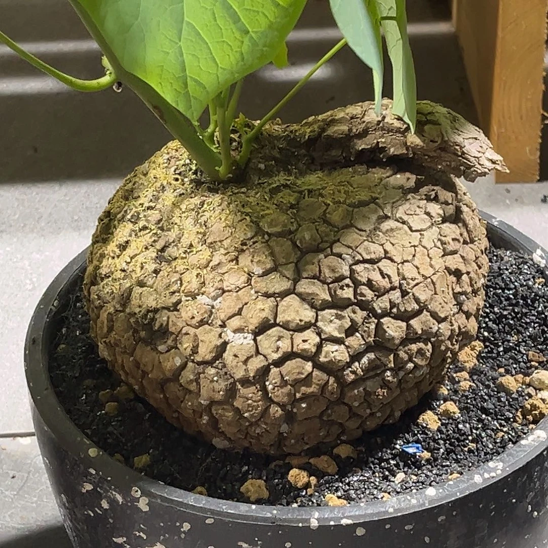 潮流植物精品龙甲龟，14公分