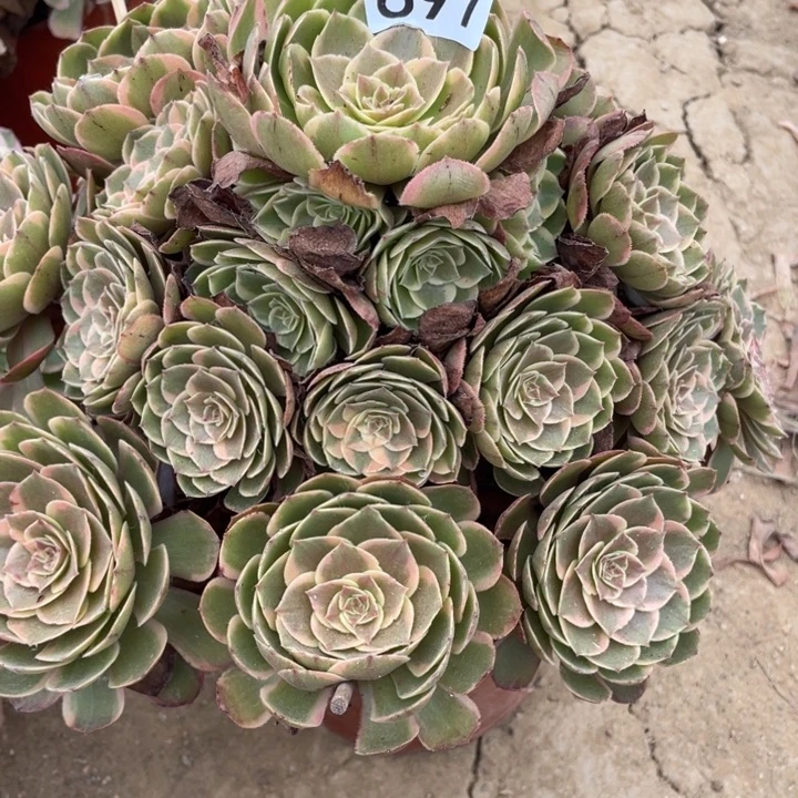 无花朵697多肉植物粉花妖