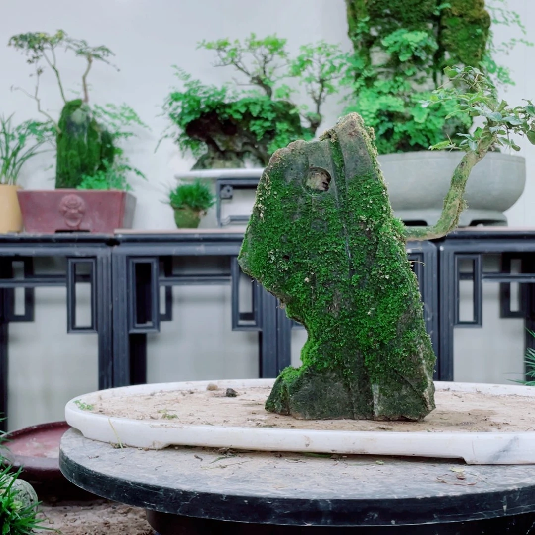 无铅玻璃木*铁线蕨铁线蕨铁线蕨