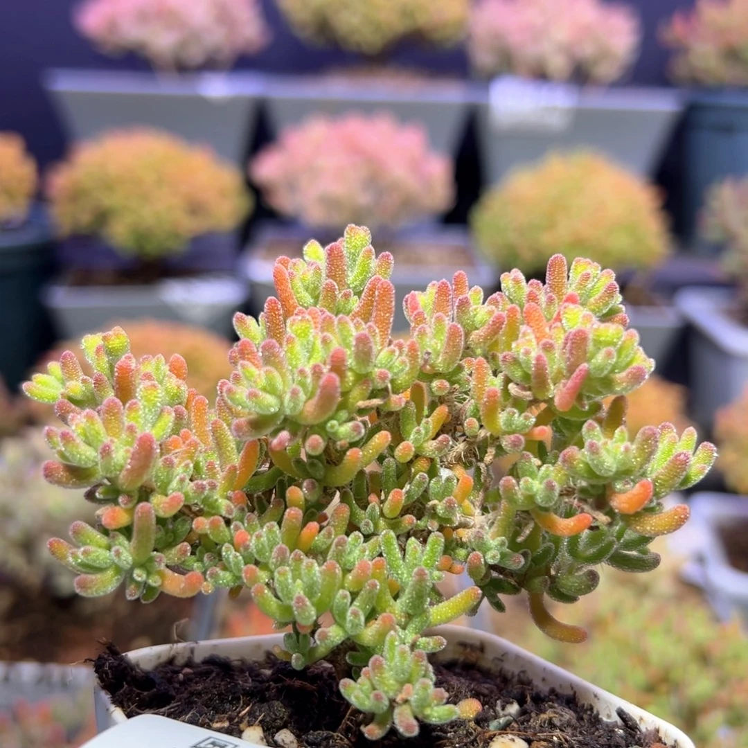 d759小老桩冰川枝干番杏