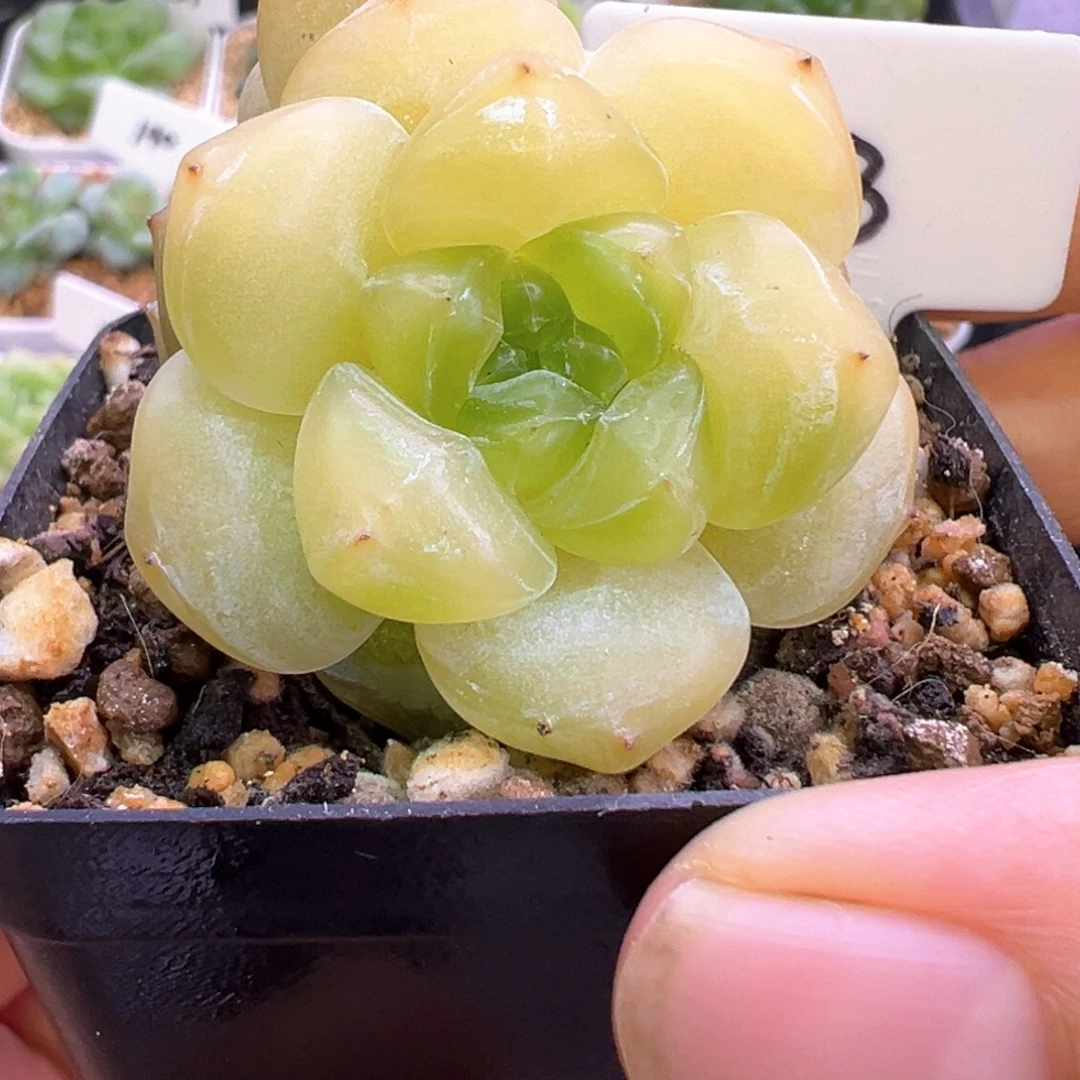 133号美乐蒂晗雨多肉植物