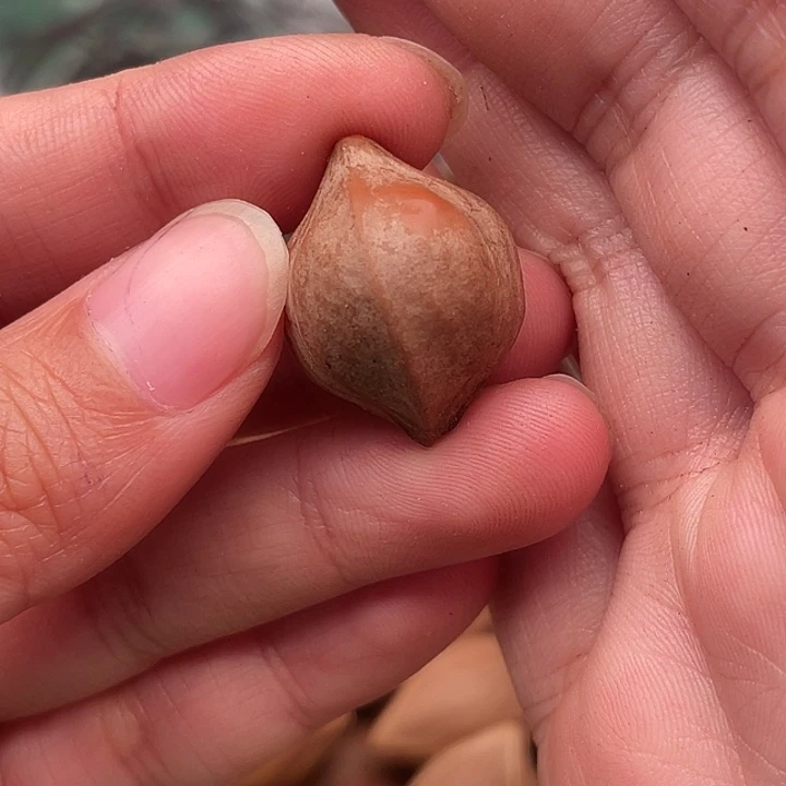 老***曹橄榄核手串/手链橄榄