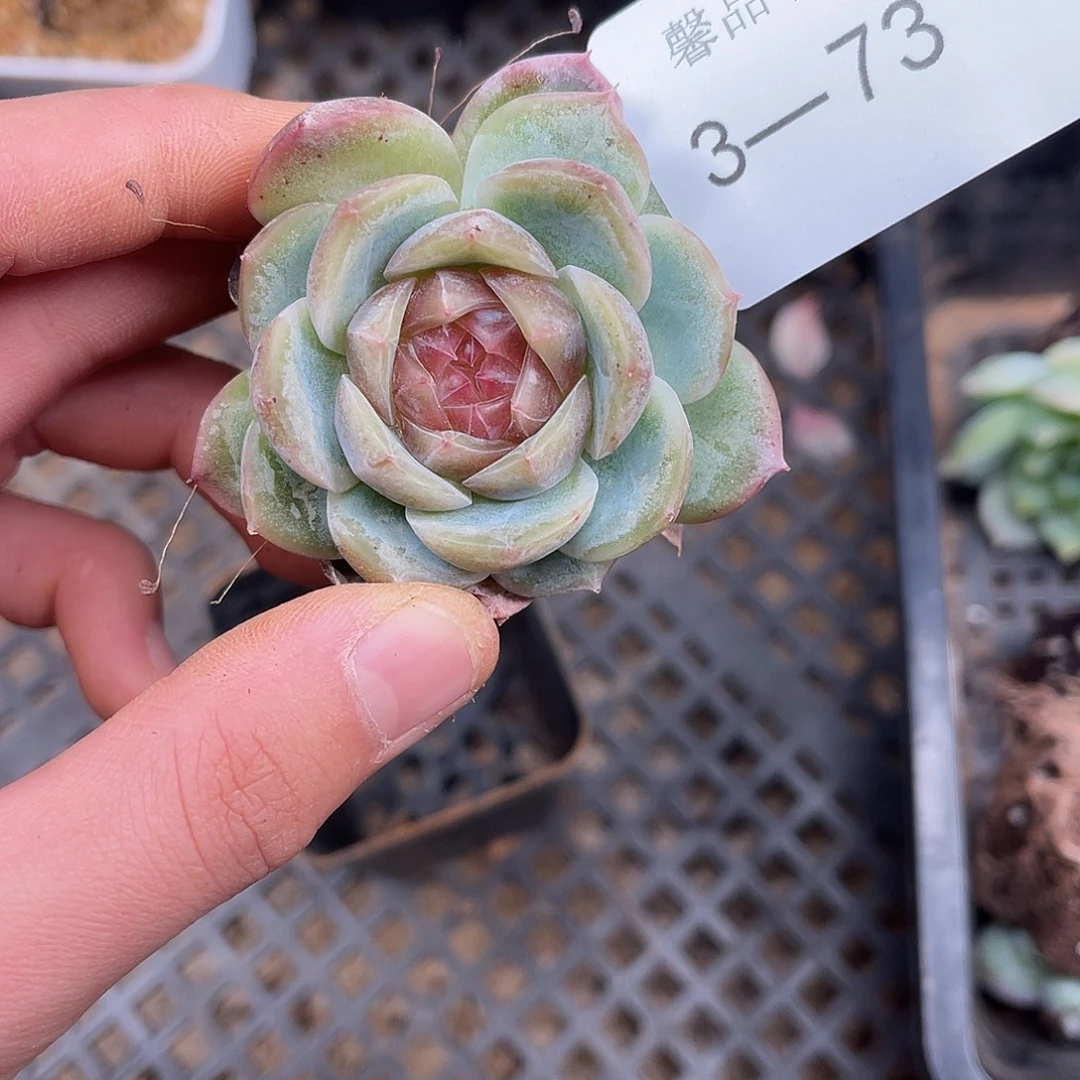 多肉一物一拍多肉3-73