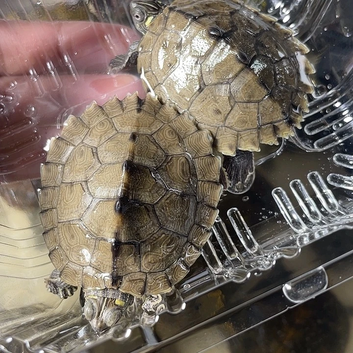 宠物龟不分公母2只地图