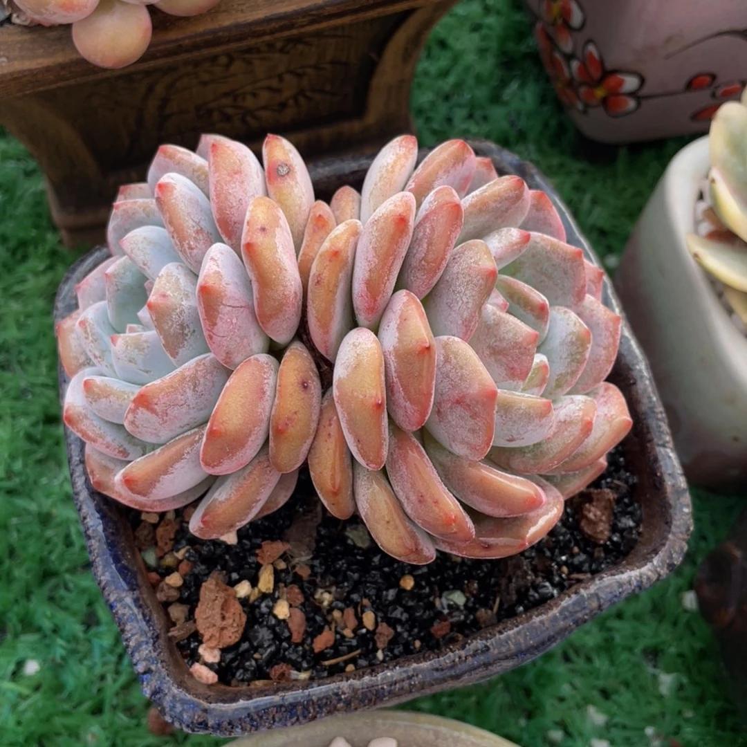 胖橙子双头多肉植物盆栽