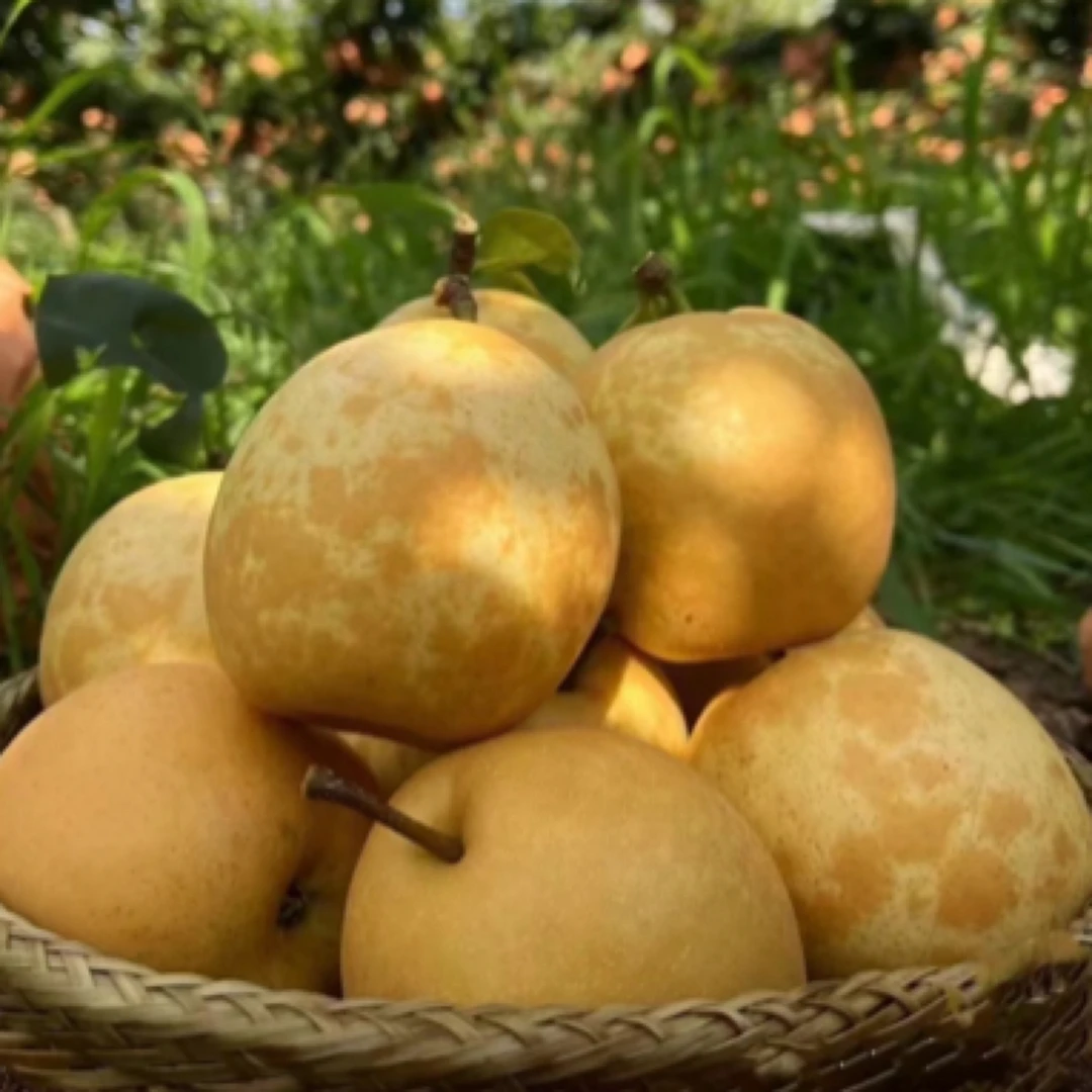源自连州长寿之乡的新鲜水晶梨口感细腻爽脆汁水多孕妇水果