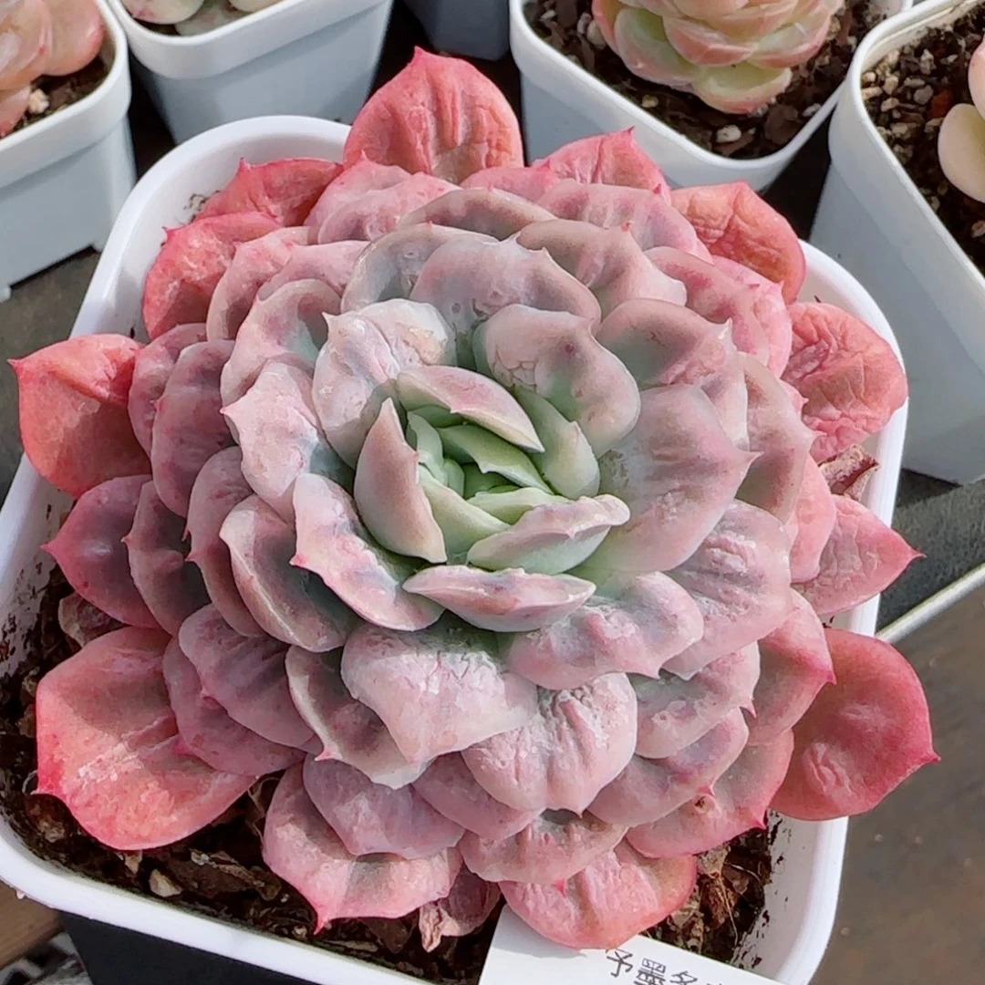 泡泡纱裙，8933多肉植物