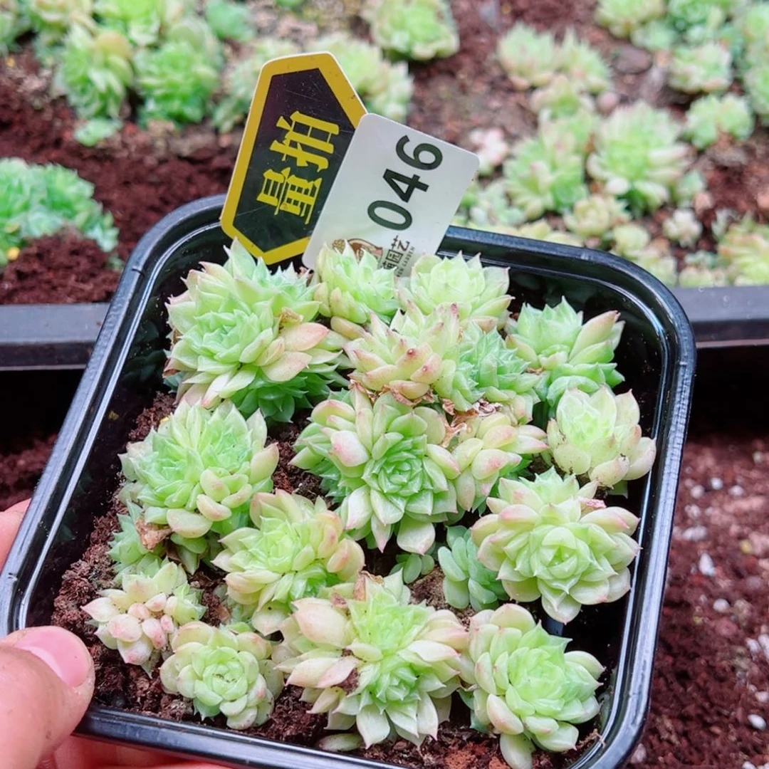 多肉植物多肉植物