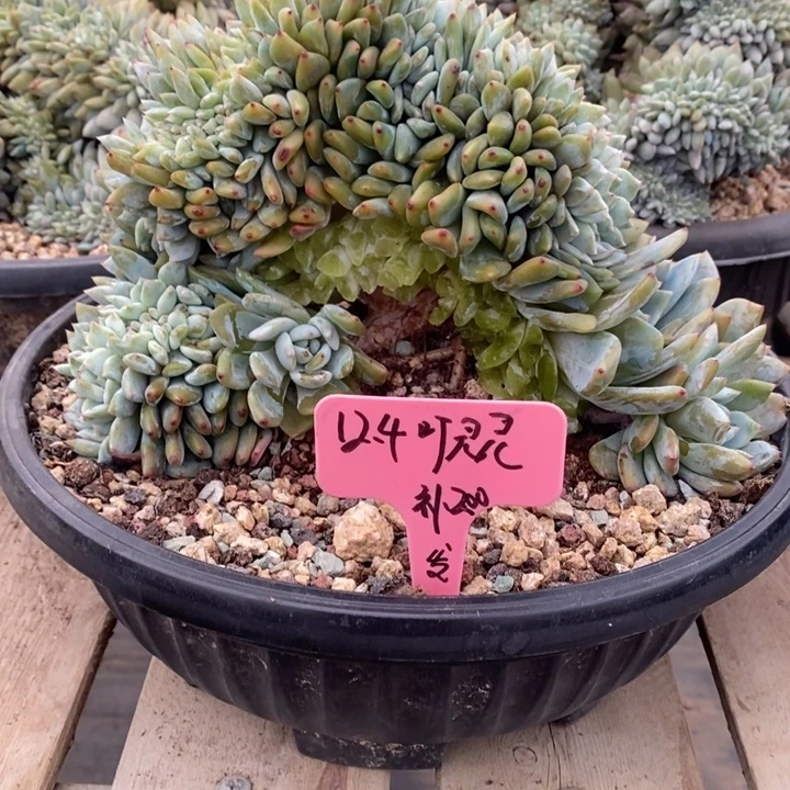 福多多花卉园艺星影补差价