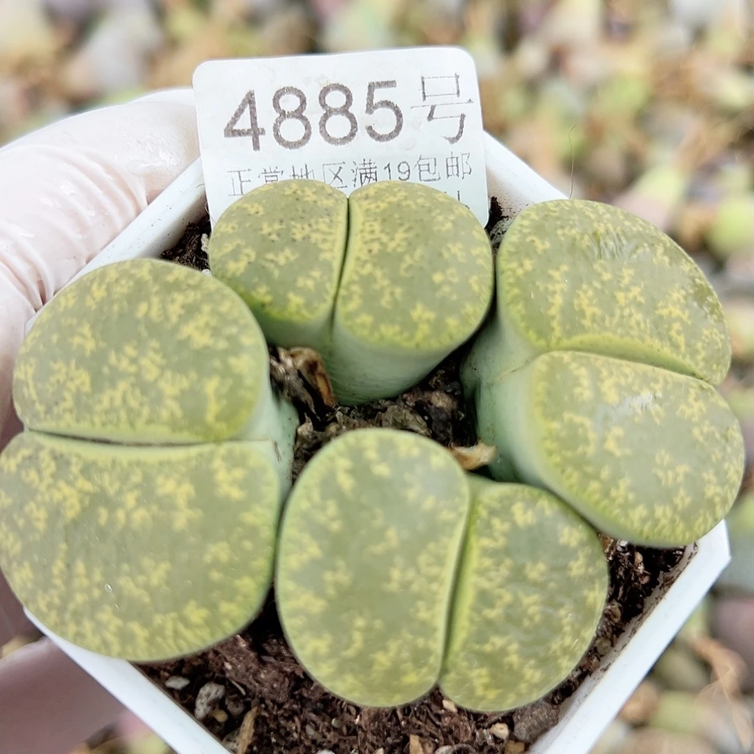 4885 好养易活生石花大母本