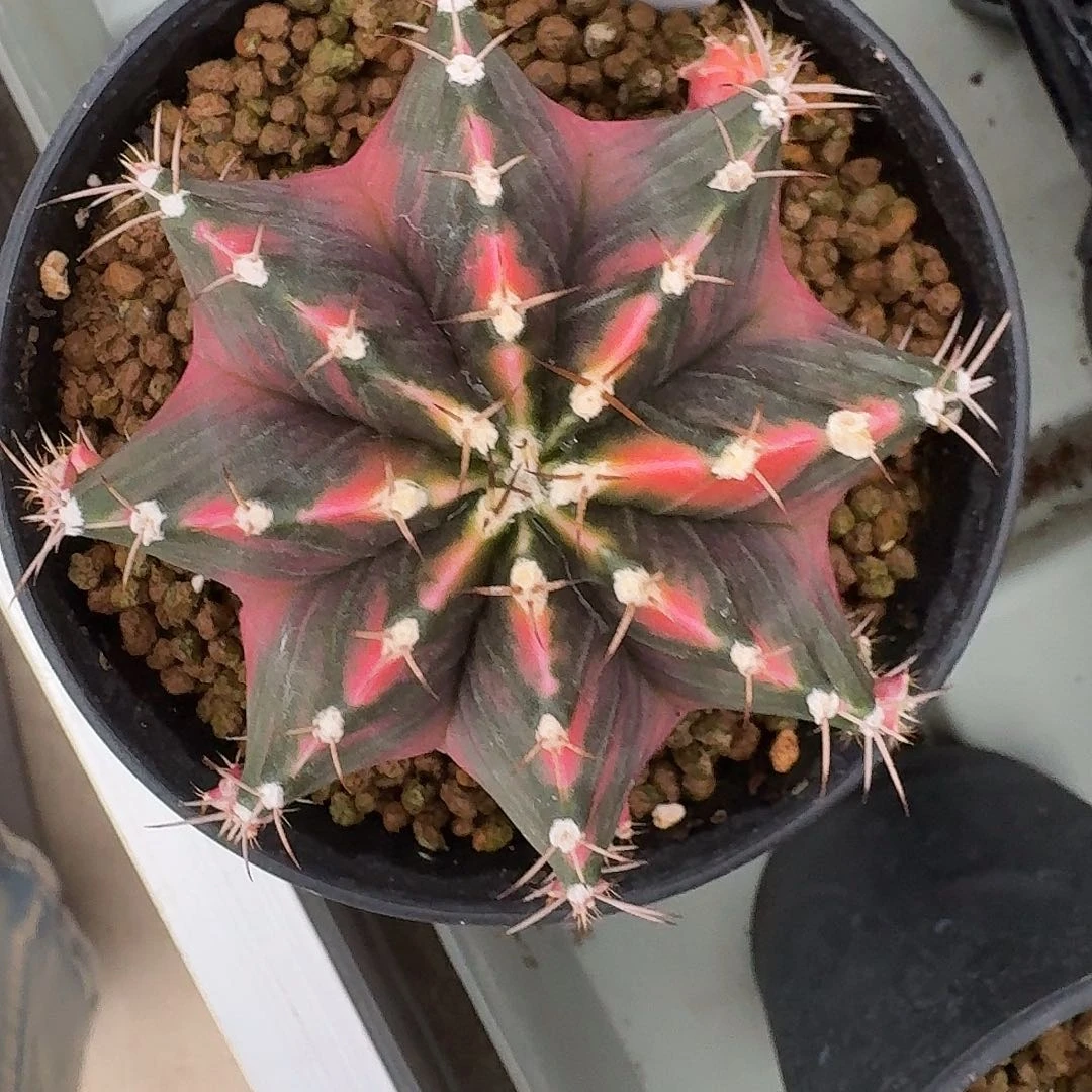 L301-1130广东发货仙人球