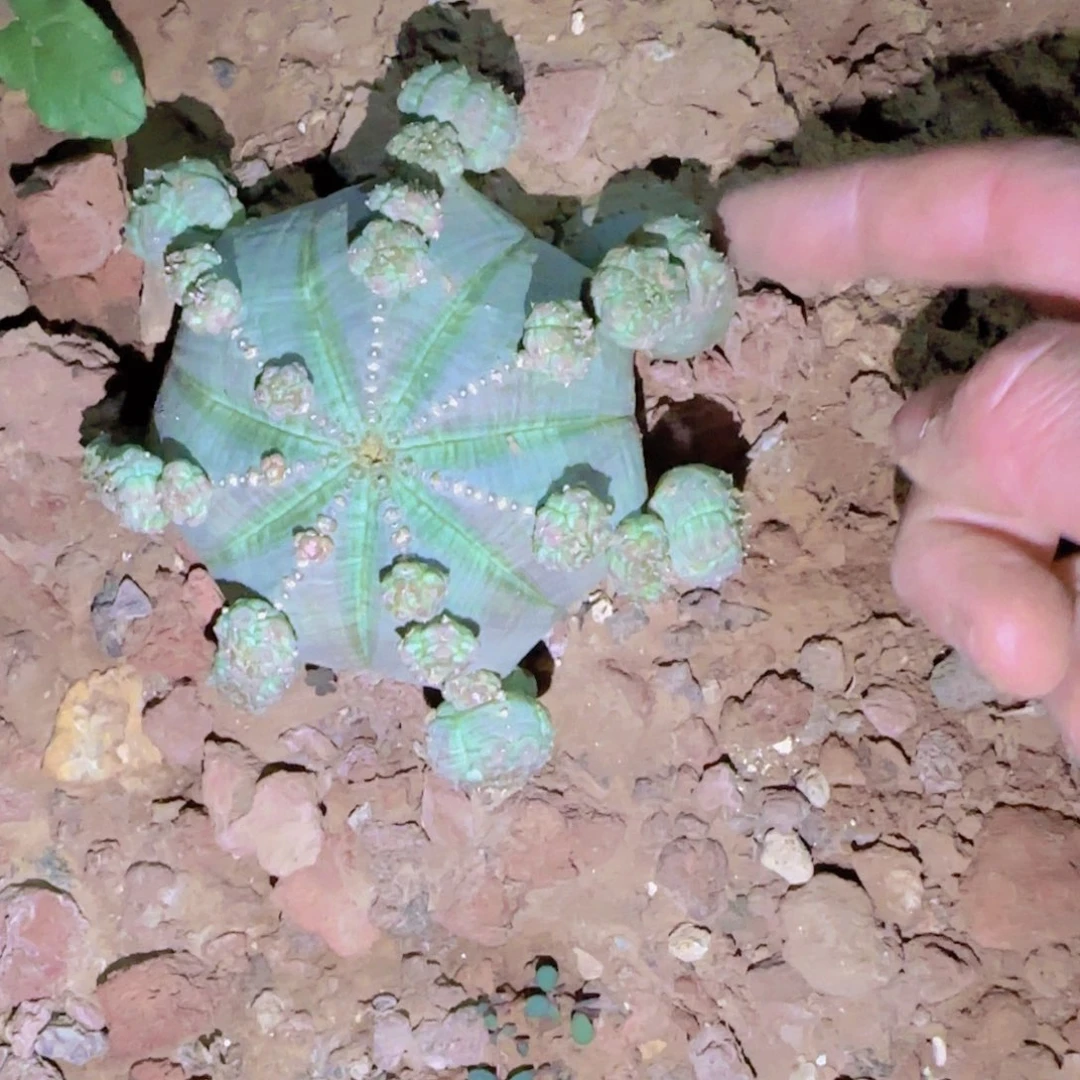 ?****人块根植物块根植物块根