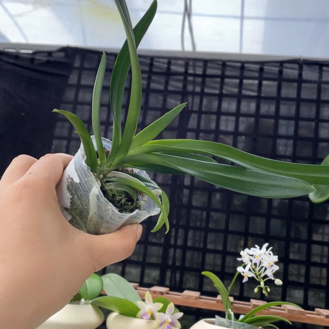当前无花栽培后可以开花2.5蓝色梦幻苗一颗