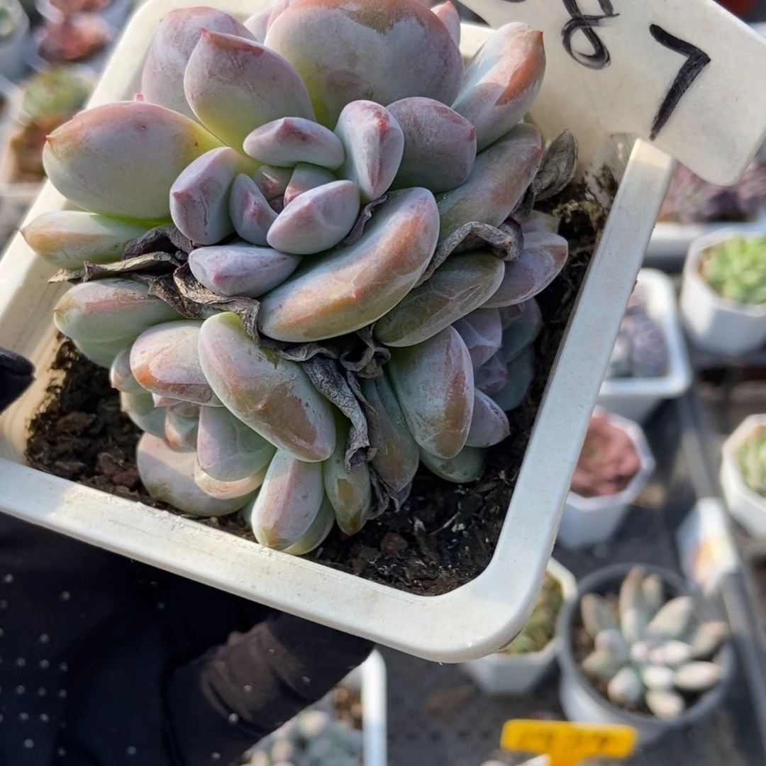 587石榴籽多肉植物